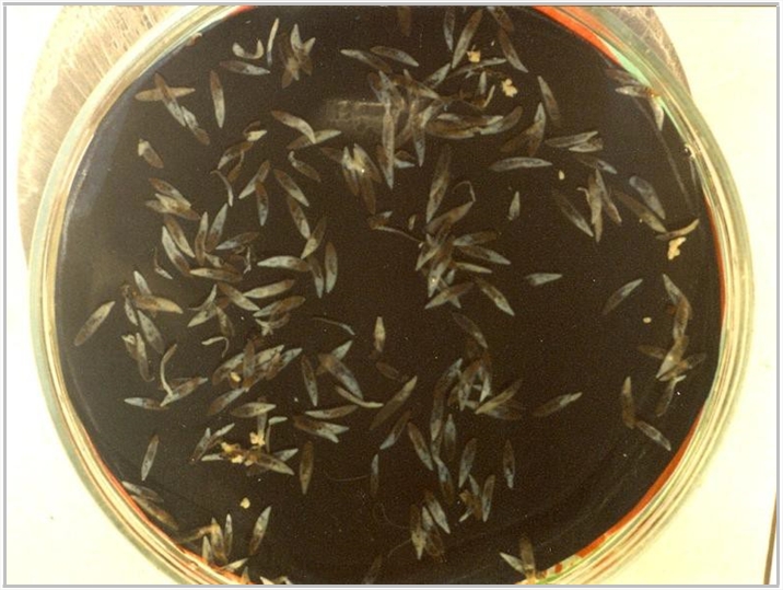  Рис. 4. Dicrocoelium lanceatum из печени овцы